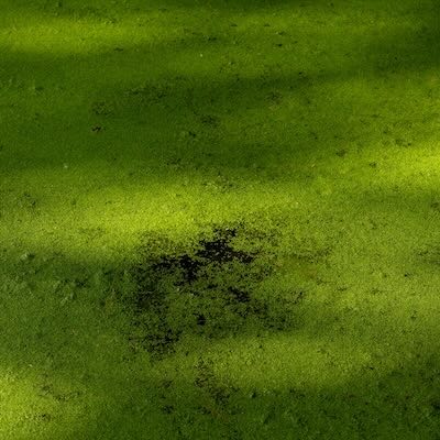 algae swimming pool 400x400 Green Pool